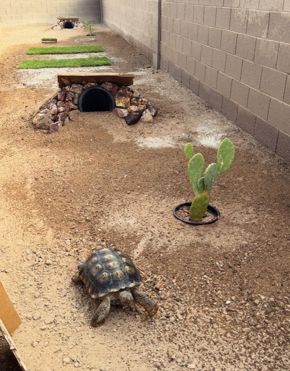 Tortoise exploring a custom desert habitat with shelters, grass, and cactus