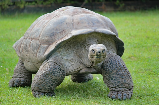 desert tortoise exploring a backyard