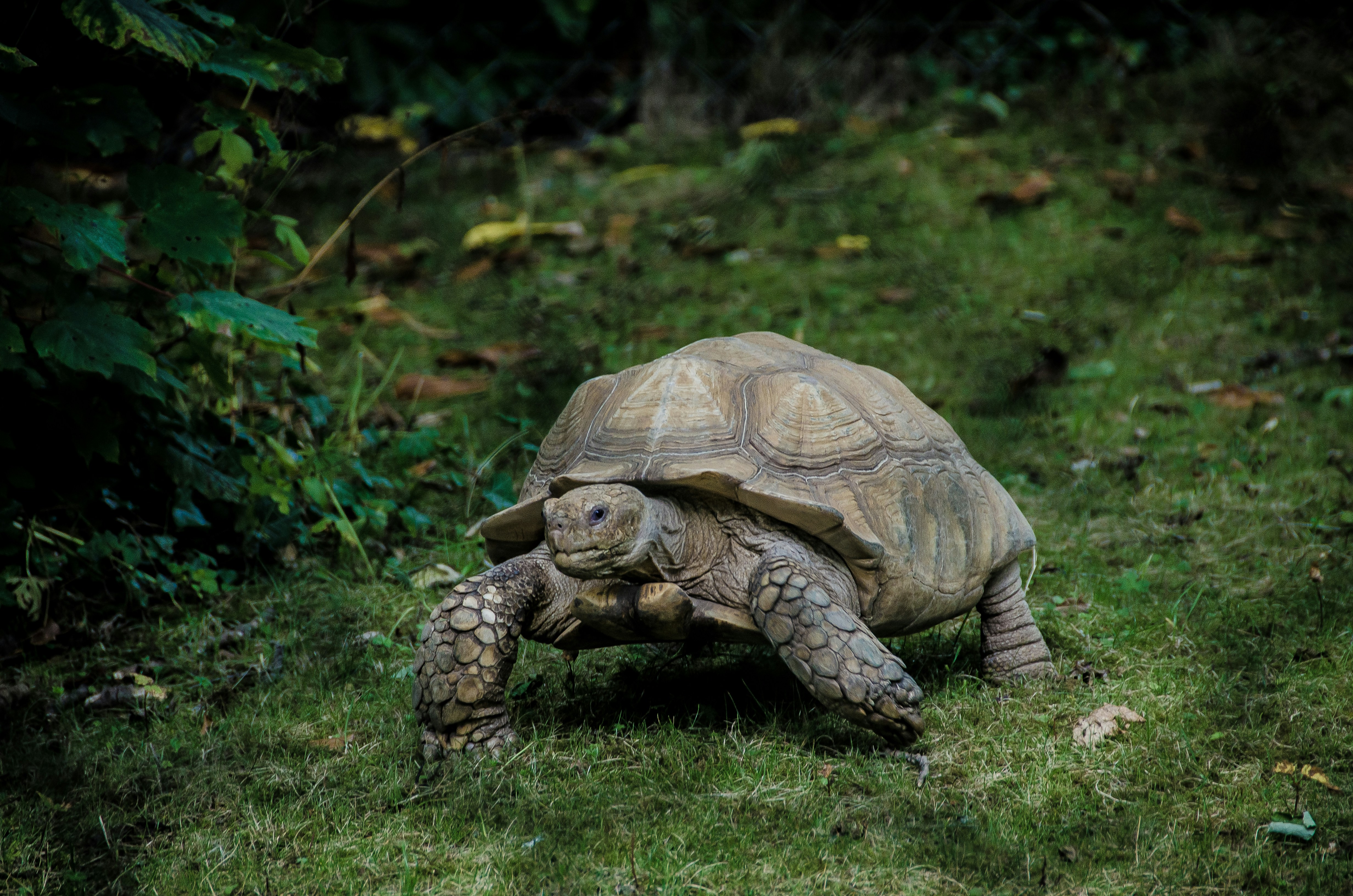 desert tortoise in a rock shelter