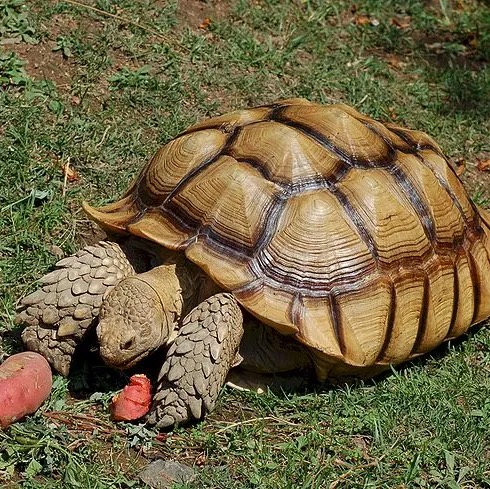 A sulcata tortoise with a golden-brown shell on grass and soil